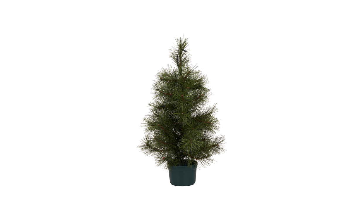 PINUS Julgran L